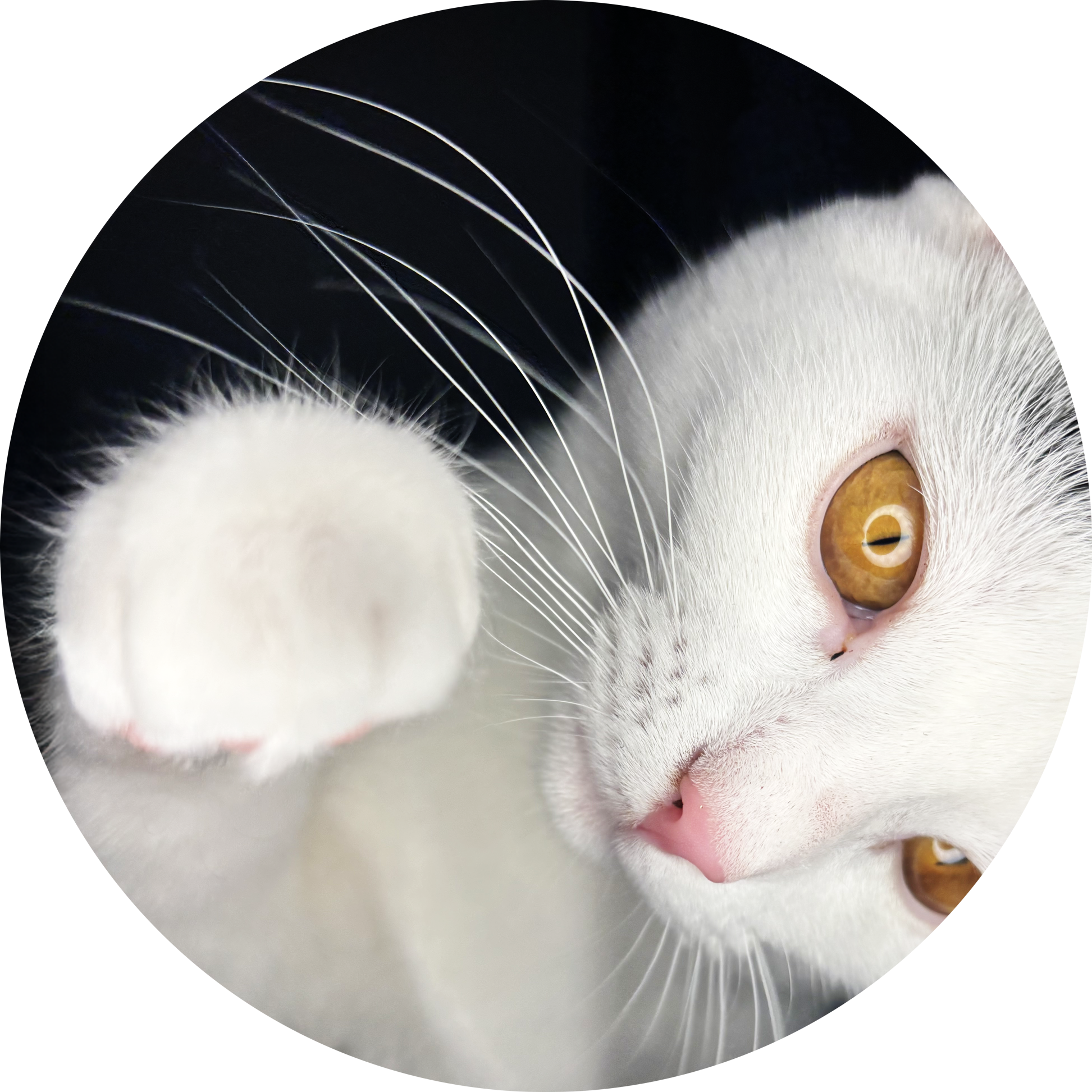Moon le chat de la graphiste Myranie
